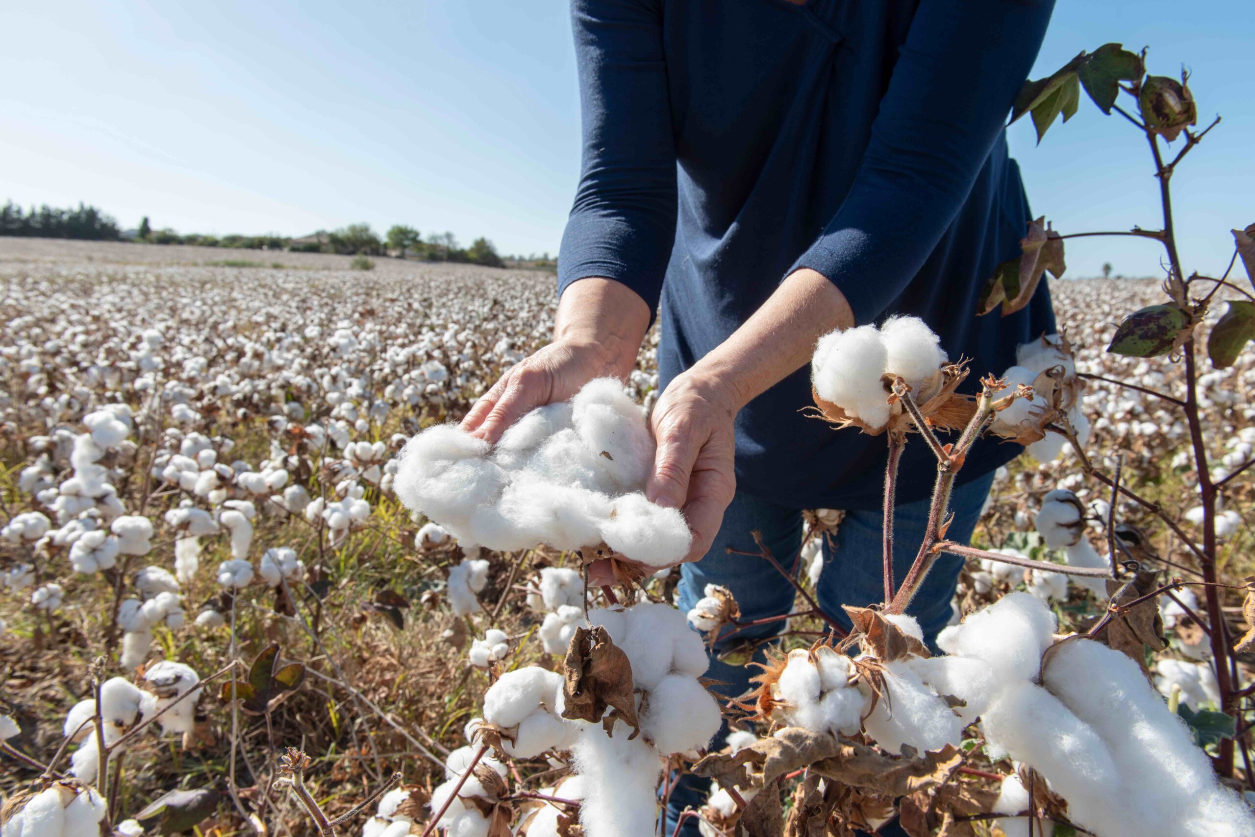 person picking cotton in the fields